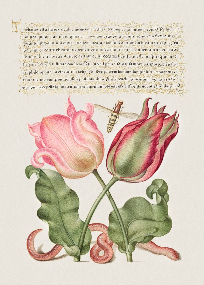 Tulips, Insect, and Worm  from Mira Calligraphiae Monumenta or The Model Book of Calligraphy (1561&ndash;1596) by Georg…