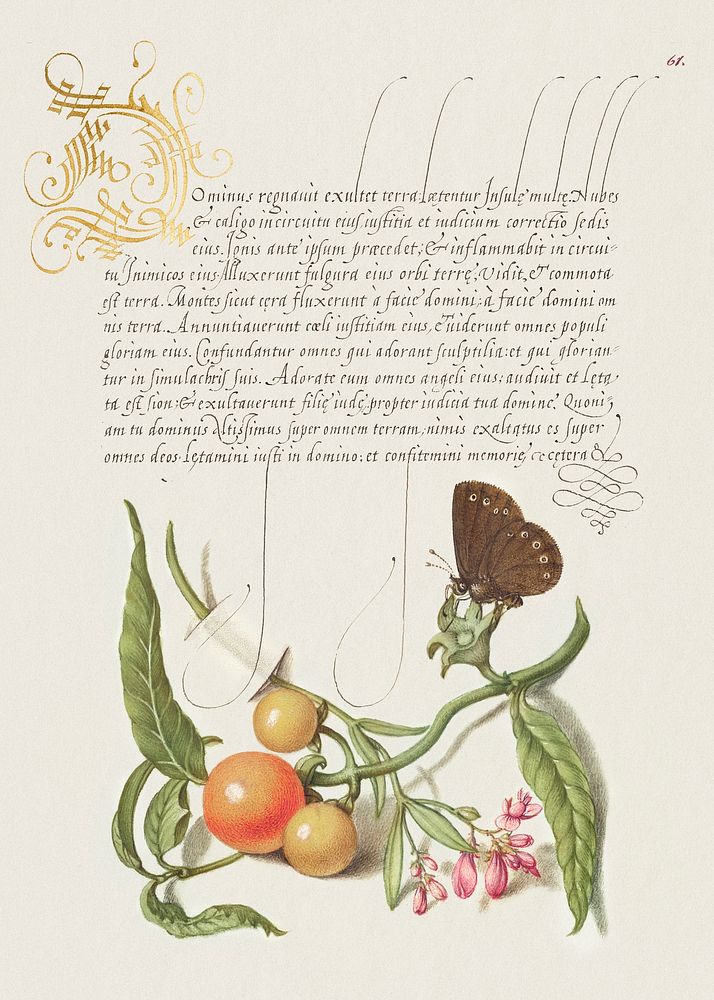 Ringlet, False Jerusalem Cherry, and Milkwort from Mira Calligraphiae Monumenta or The Model Book of Calligraphy…