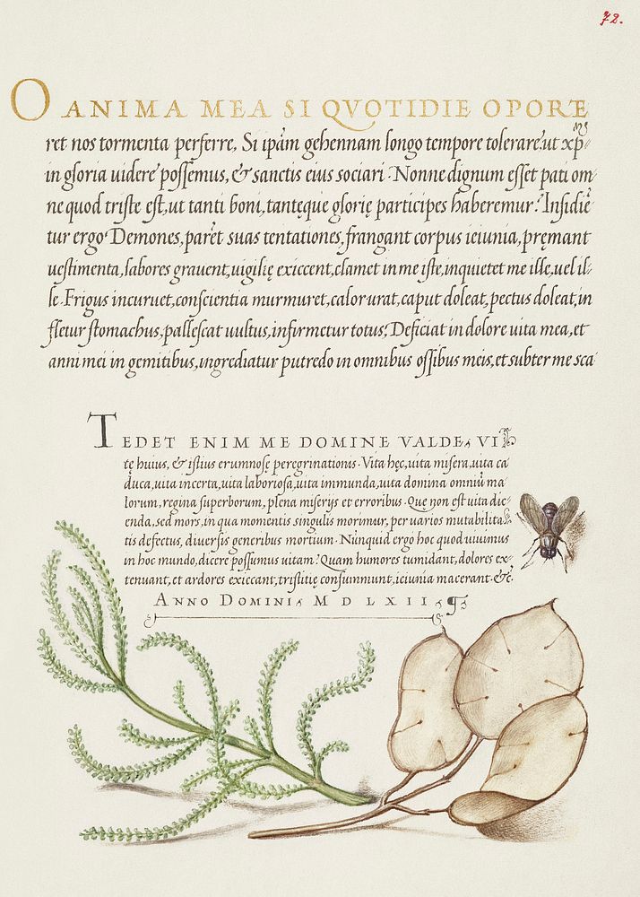House Fly, Lavender Cotton, and Money Plant from Mira Calligraphiae Monumenta or The Model Book of Calligraphy…