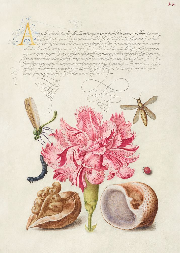 Damselfly, Carnation, Insect, Caterpillar, Ladybird, English Walnut, and Marine Mollusk from Mira Calligraphiae Monumenta or…