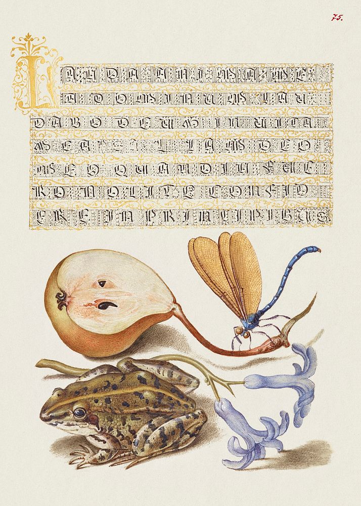 Common Pear, Lake Demoiselle, Moor Frog, and Hyacinth from Mira Calligraphiae Monumenta or The Model Book of Calligraphy…