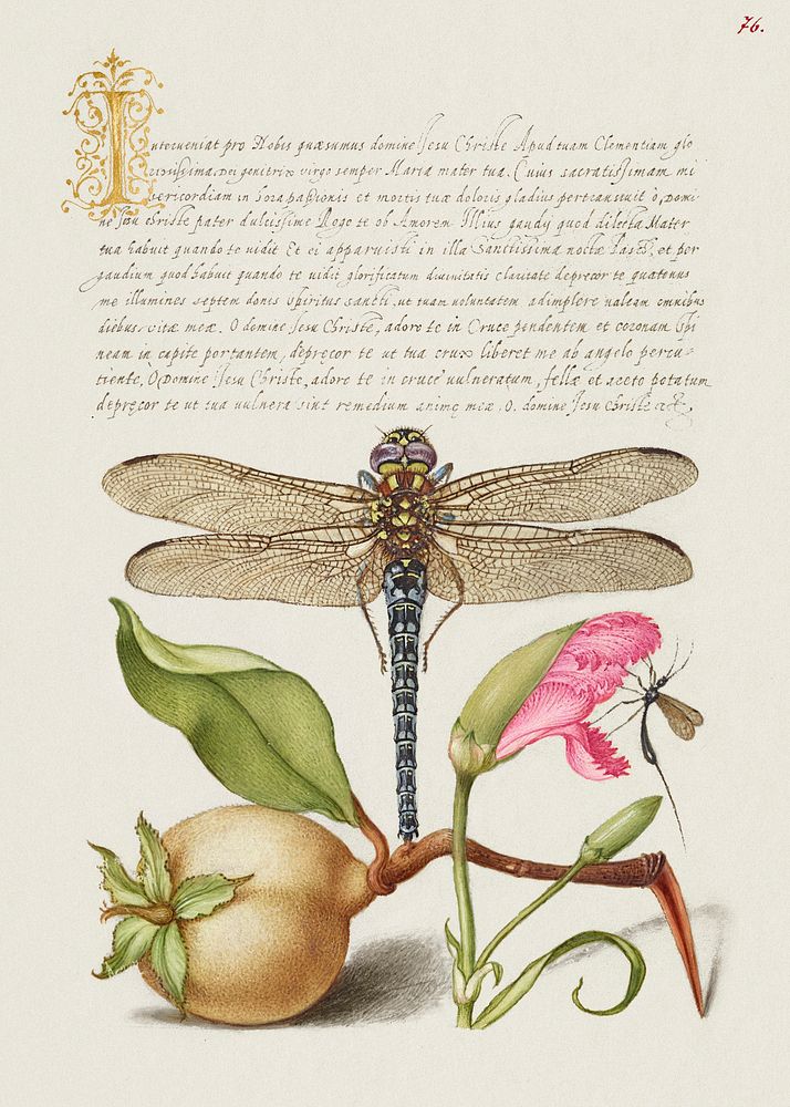 Dragonfly, Pear, Carnation, and Insect from Mira Calligraphiae Monumenta or The Model Book of Calligraphy (1561&ndash;1596)…