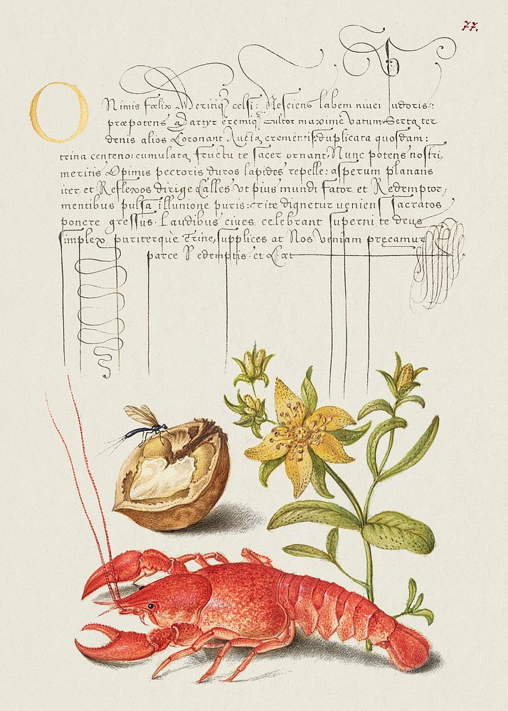 Insect, English Walnut, Saint John's Wort, and Crayfish from Mira Calligraphiae Monumenta or The Model Book of Calligraphy…