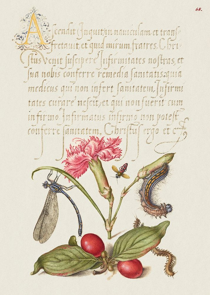 Damselfly, Carnation, Firebug, Caterpillar, Carnelian Cherry, and Centipede from Mira Calligraphiae Monumenta or The Model…