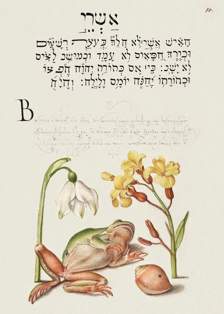 Spring Snowflake, Tree Frog, Wallflower, and Marine Mollusk from Mira Calligraphiae Monumenta or The Model Book of…