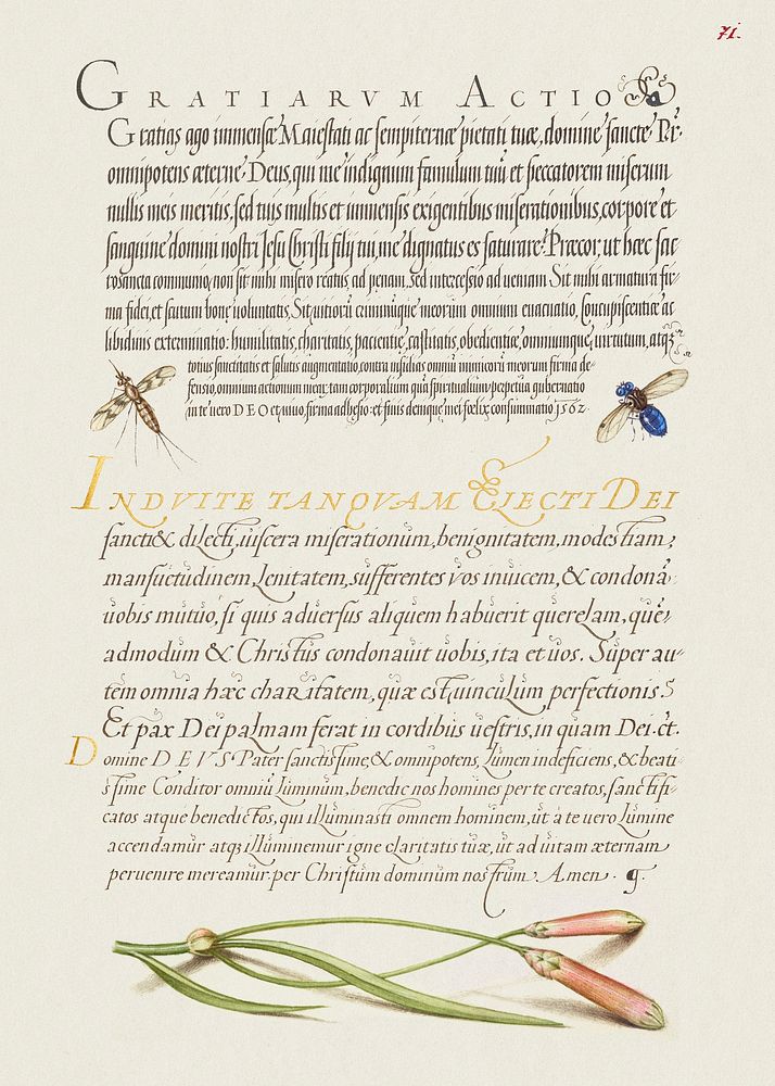 Insects and Carnation  from Mira Calligraphiae Monumenta or The Model Book of Calligraphy (1561&ndash;1596) by Georg Bocskay…