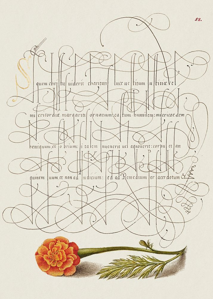 French Marigold from Mira Calligraphiae Monumenta or The Model Book of Calligraphy (1561&ndash;1596) by Georg Bocskay and…