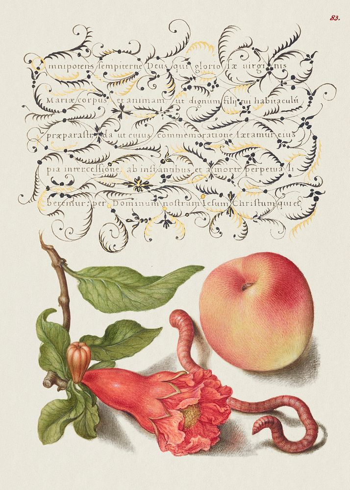 Pomegranate, Worm, and Peach from Mira Calligraphiae Monumenta or The Model Book of Calligraphy (1561&ndash;1596) by Georg…