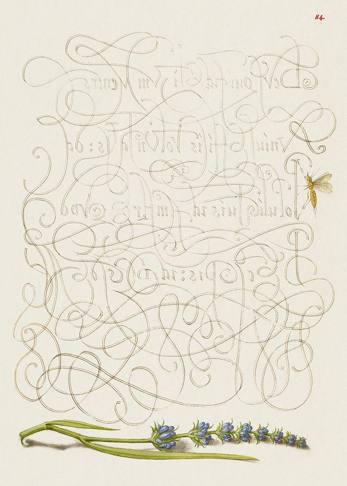 Insect and Hyssop from Mira Calligraphiae Monumenta or The Model Book of Calligraphy (1561&ndash;1596) by Georg Bocskay and…