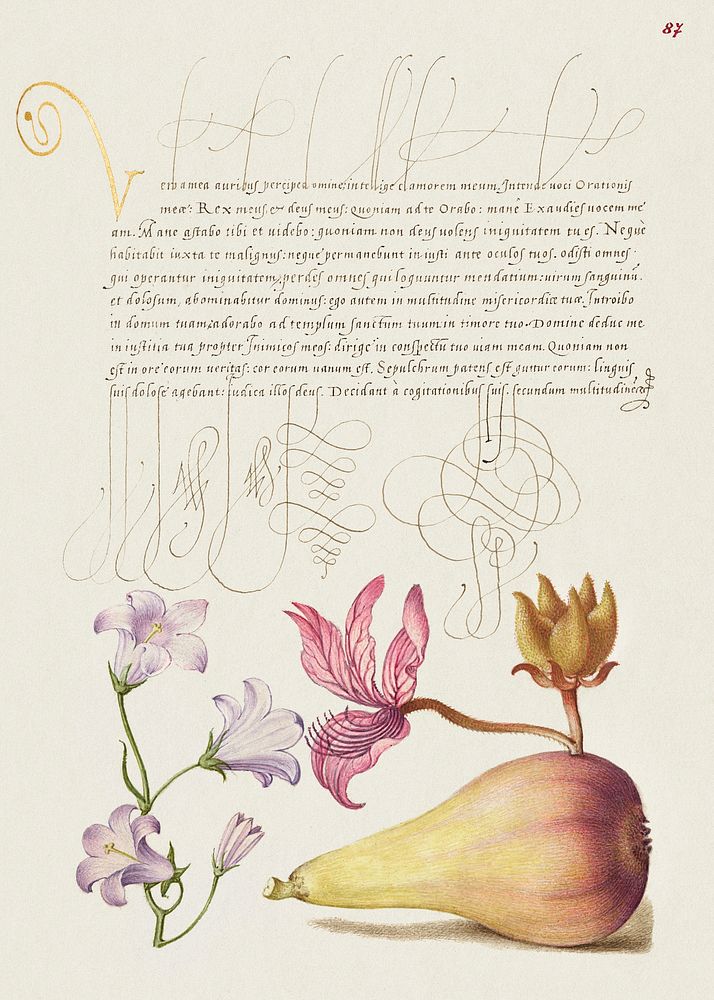 Rampion, Dittany, and Pear from Mira Calligraphiae Monumenta or The Model Book of Calligraphy (1561&ndash;1596) by Georg…