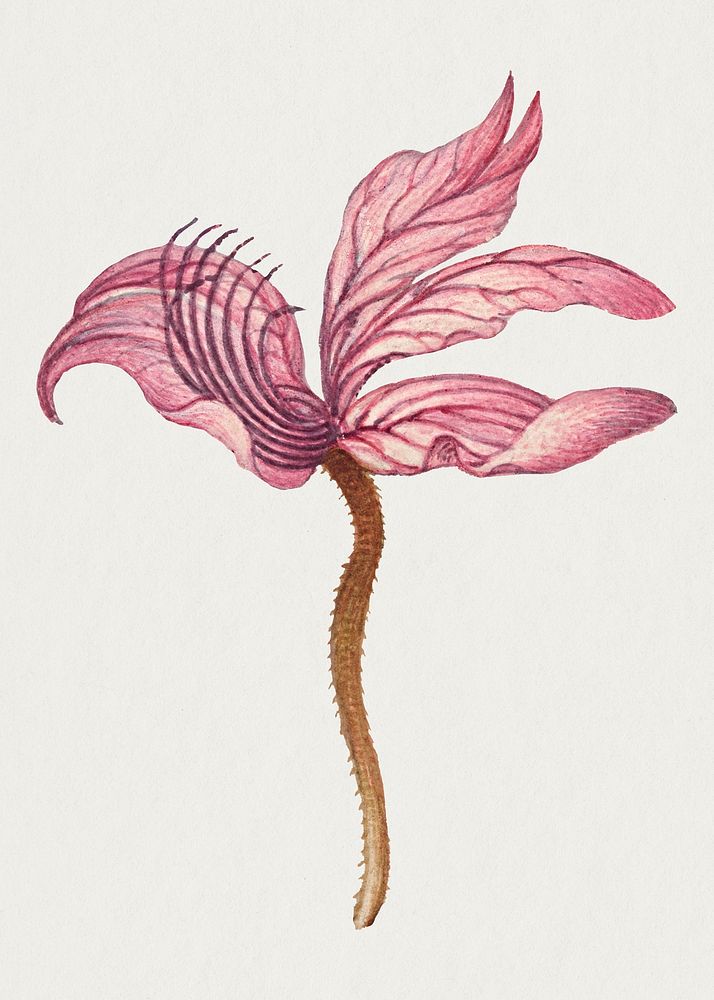 Hand drawn Rampion bellflower floral illustration