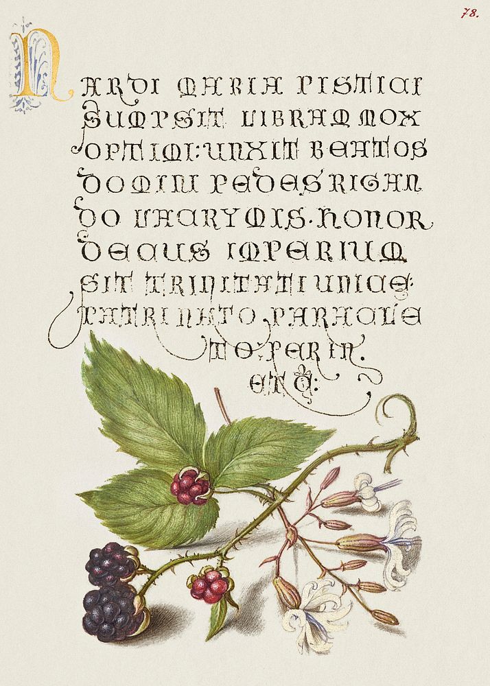 Blackberry and Nottingham Catchfly from Mira Calligraphiae Monumenta or The Model Book of Calligraphy (1561&ndash;1596) by…