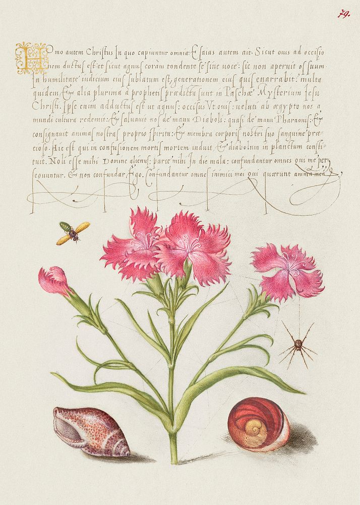 Insect, Sweet William, Spider, Marine Mollusk, and Eye of Santa Lucia from Mira Calligraphiae Monumenta or The Model Book of…