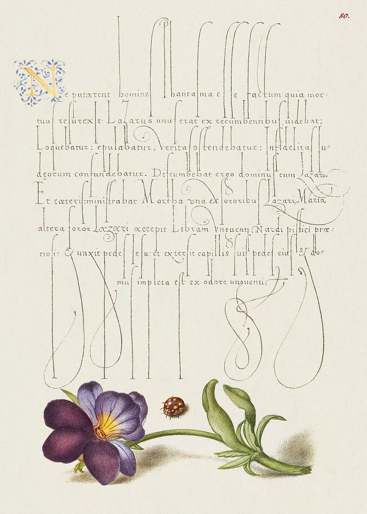 Ladybird and European Wild Pansy from Mira Calligraphiae Monumenta or The Model Book of Calligraphy (1561&ndash;1596) by…