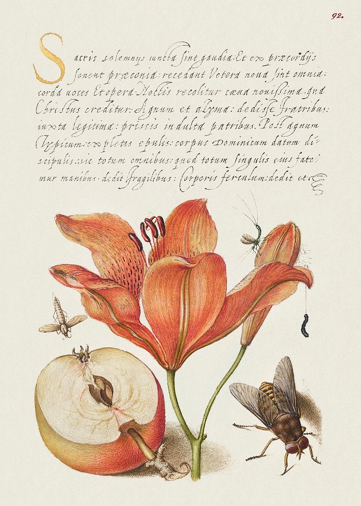 Insects, Orange Lily, Caterpillar, Apple, and Horse Fly from Mira Calligraphiae Monumenta or The Model Book of Calligraphy…