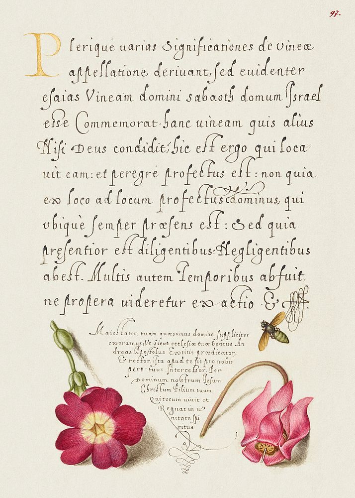 Insect, Balkan Primrose, and Alpine Violet from Mira Calligraphiae Monumenta or The Model Book of Calligraphy…