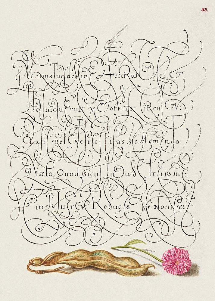 Kidney Bean and English Daisy from Mira Calligraphiae Monumenta or The Model Book of Calligraphy (1561&ndash;1596) by Georg…