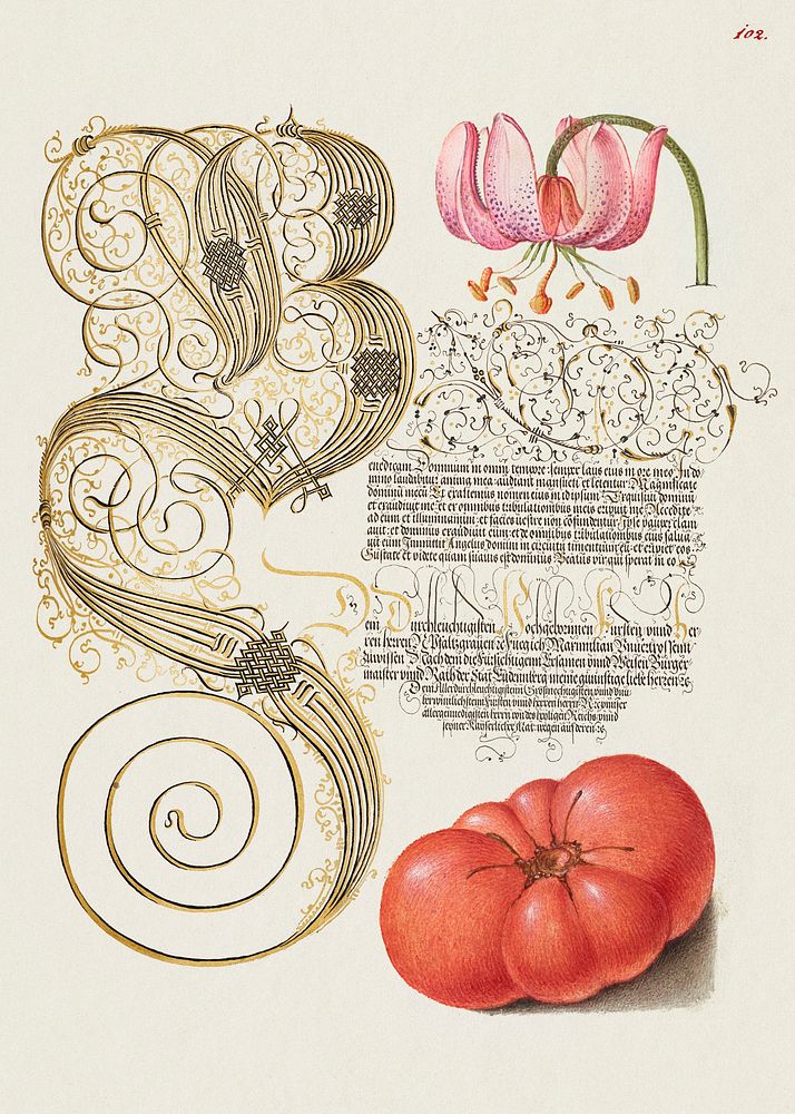 Martagon Lily and Tomato from Mira Calligraphiae Monumenta or The Model Book of Calligraphy (1561&ndash;1596) by Georg…