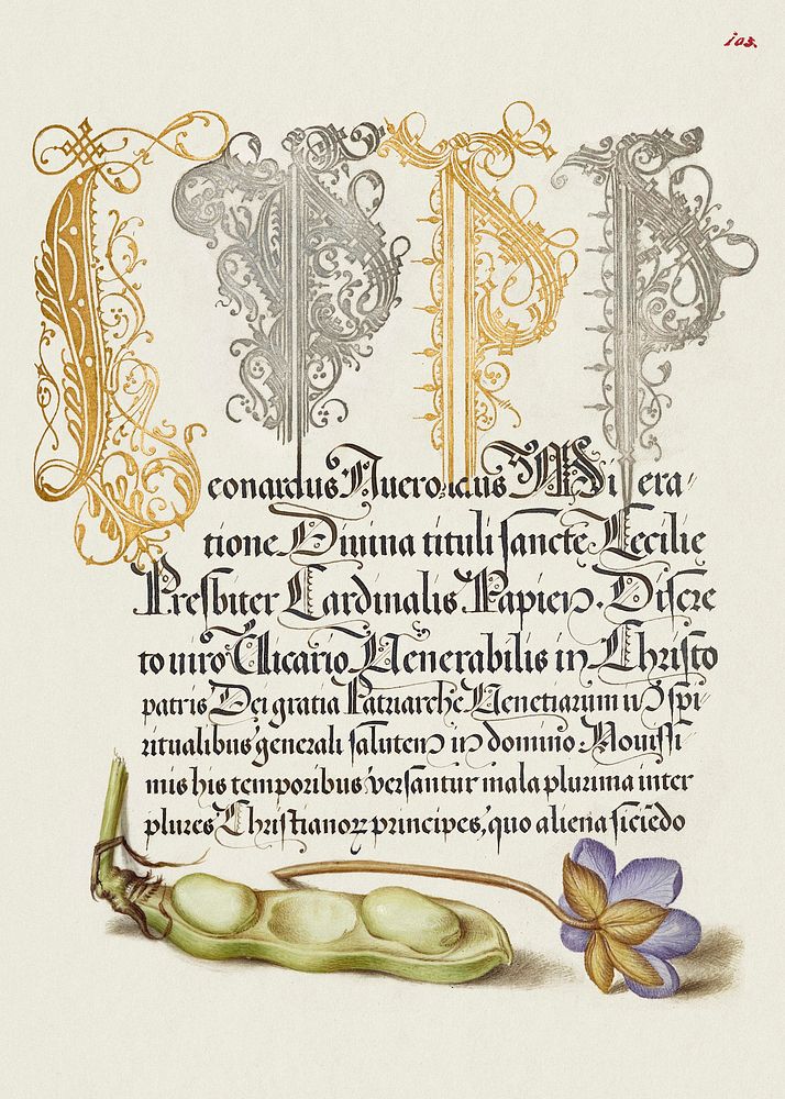 Broad Bean and Liverleaf from Mira Calligraphiae Monumenta or The Model Book of Calligraphy (1561&ndash;1596) by Georg…