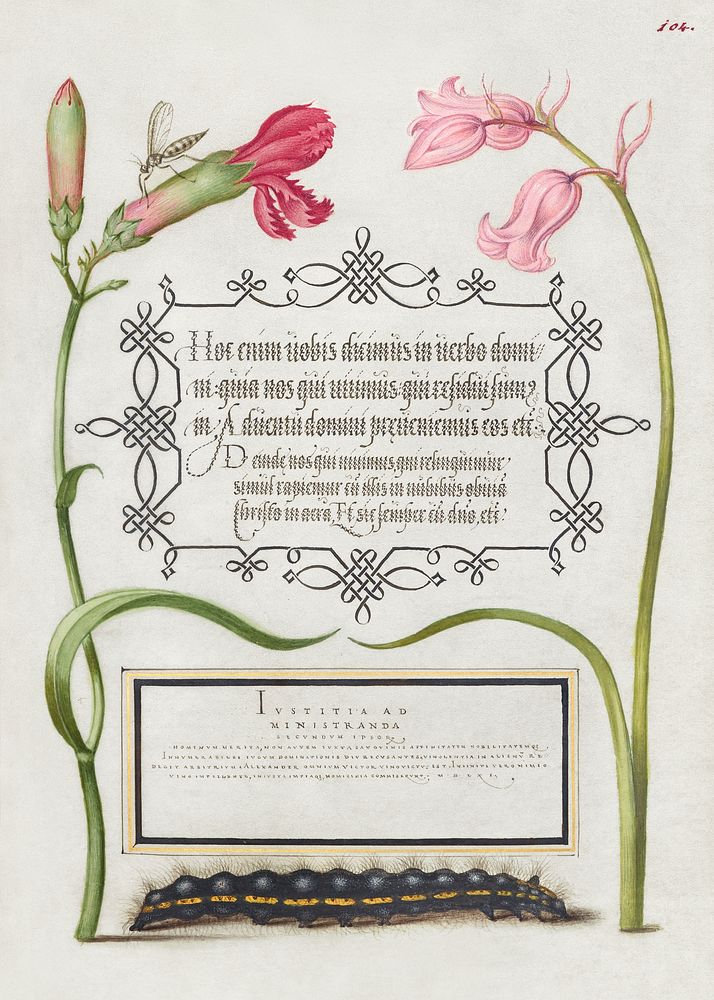 Imaginary Insect, Carnation, Bluebell, and Saturnid Caterpillar from Mira Calligraphiae Monumenta or The Model Book of…