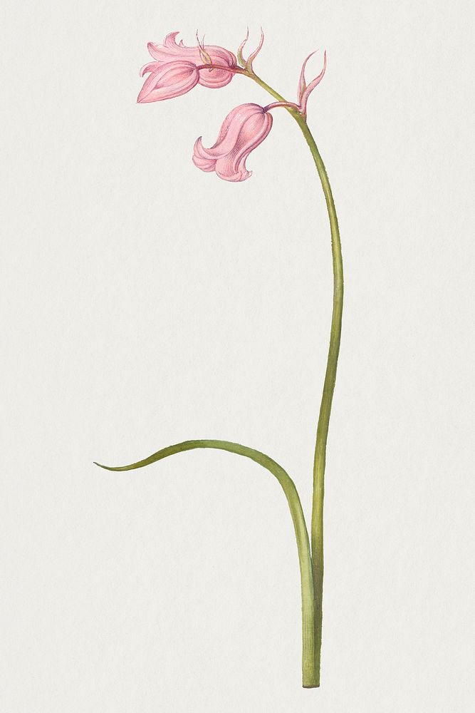Vintage pink flower botanical illustration