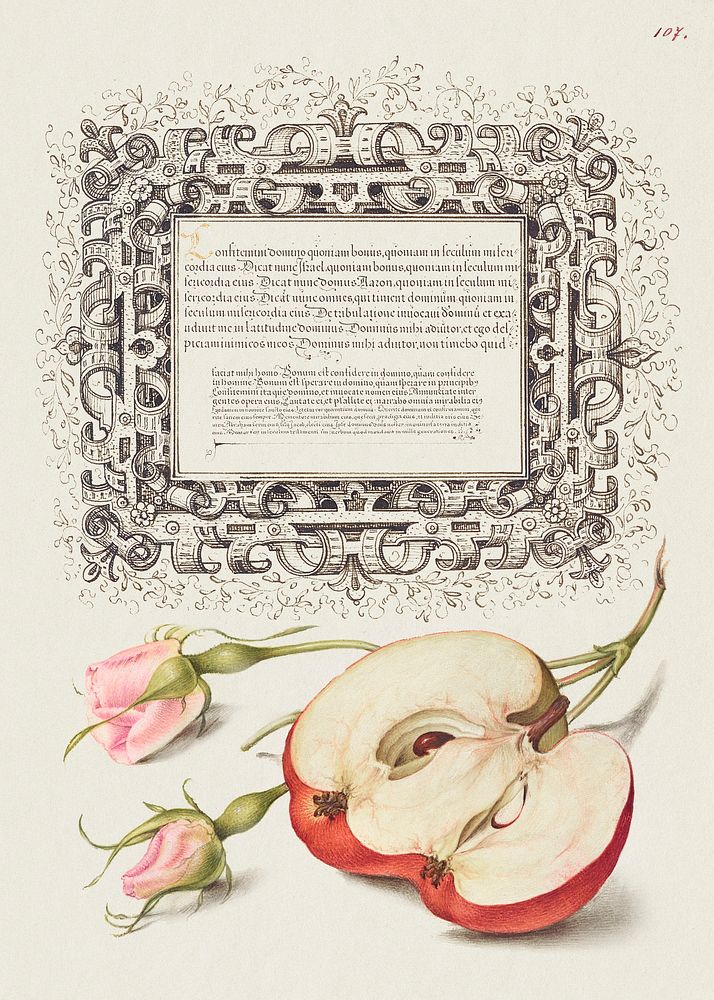 French Rose and Apple from Mira Calligraphiae Monumenta or The Model Book of Calligraphy (1561&ndash;1596) by Georg Bocskay…