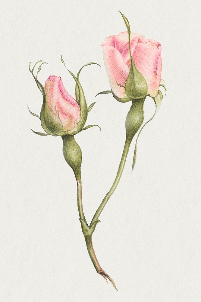 Two pink rose flowers illustration
