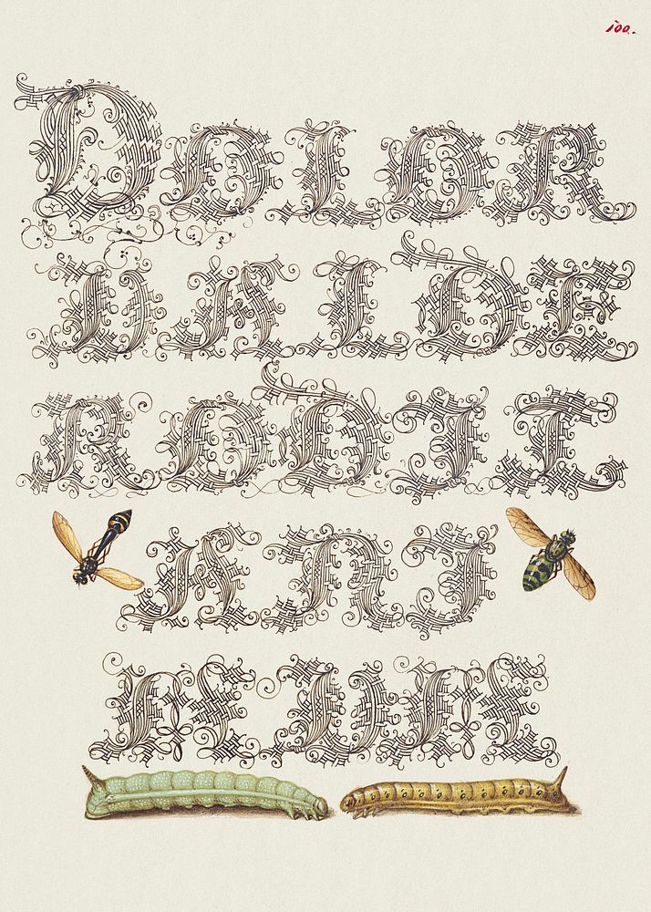 Potter Wasp, Hover Fly, and Caterpillars from Mira Calligraphiae Monumenta or The Model Book of Calligraphy…