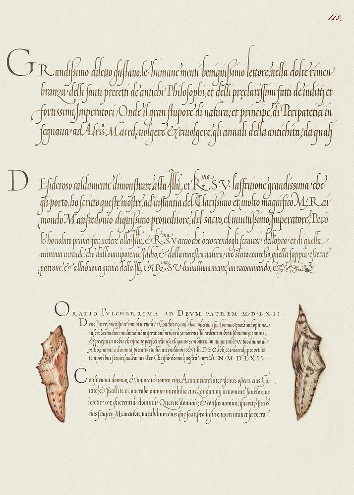 Butterfly Pupae from Mira Calligraphiae Monumenta or The Model Book of Calligraphy (1561&ndash;1596) by Georg Bocskay and…