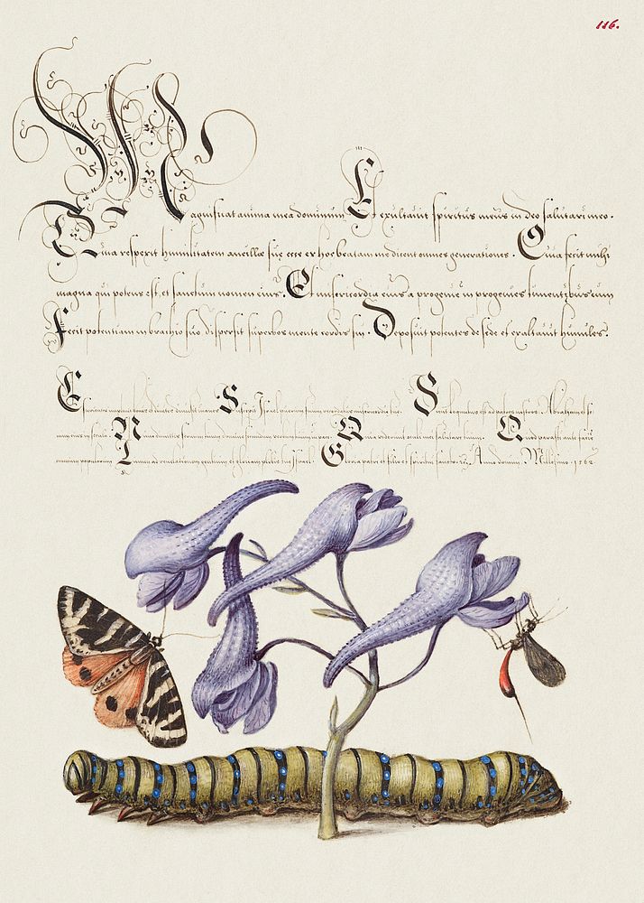 Scarlet Tiger Moth, Larkspur, Insect, and Caterpillar from Mira Calligraphiae Monumenta or The Model Book of Calligraphy…
