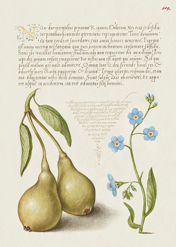 Pear and Creeping Forget Me Not from Mira Calligraphiae Monumenta or The Model Book of Calligraphy (1561&ndash;1596) by…