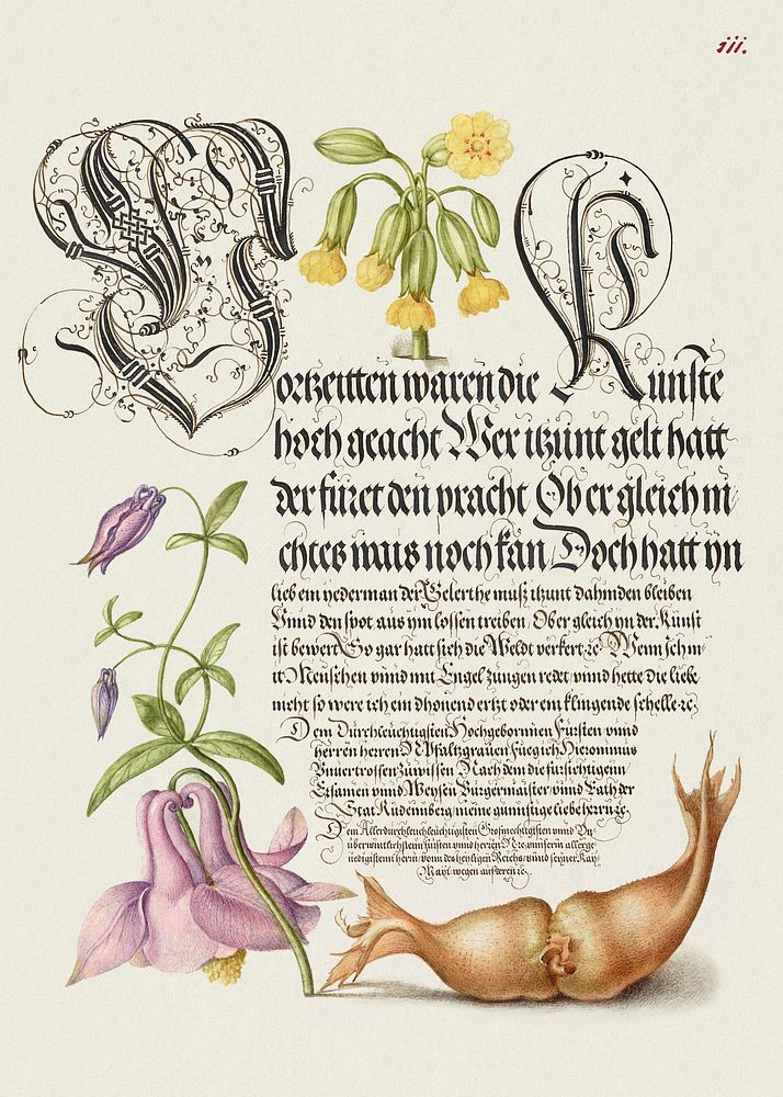 Cowslip, European Columbine, and Giant Filbert from Mira Calligraphiae Monumenta or The Model Book of Calligraphy…