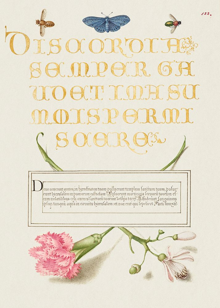 Insects, Carnation, and Judas Tree from Mira Calligraphiae Monumenta or The Model Book of Calligraphy (1561&ndash;1596) by…