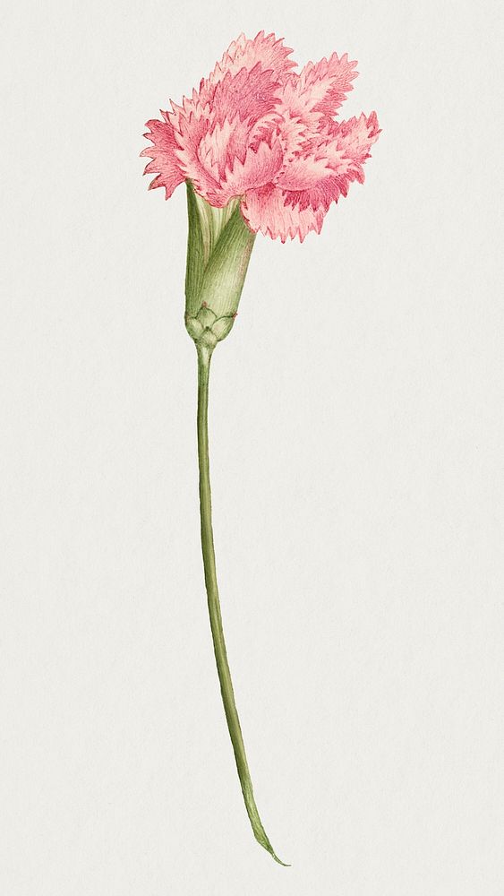 Vintage carnation flower botanical illustration