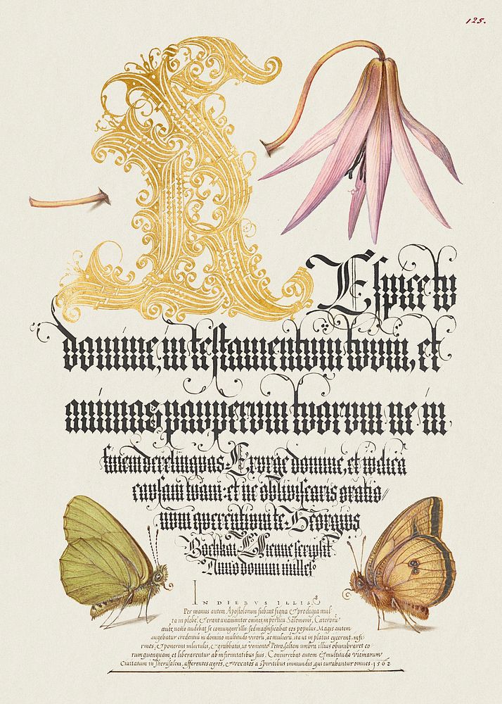 Dog-Tooth Violet and Butterflies from Mira Calligraphiae Monumenta or The Model Book of Calligraphy (1561&ndash;1596) by…