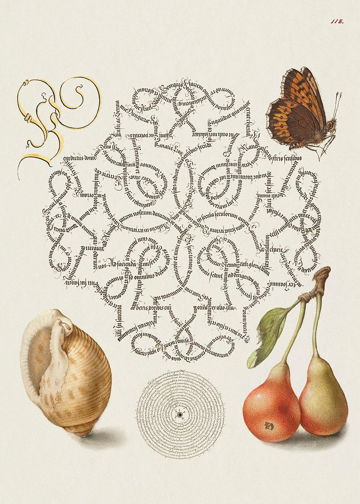 Butterfly, Marine Mollusk, and Pear from Mira Calligraphiae Monumenta or The Model Book of Calligraphy (1561&ndash;1596) by…