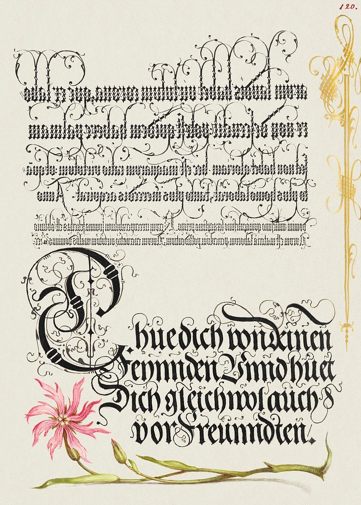 Cuckoo Flower from Mira Calligraphiae Monumenta or The Model Book of Calligraphy (1561&ndash;1596) by Georg Bocskay and…