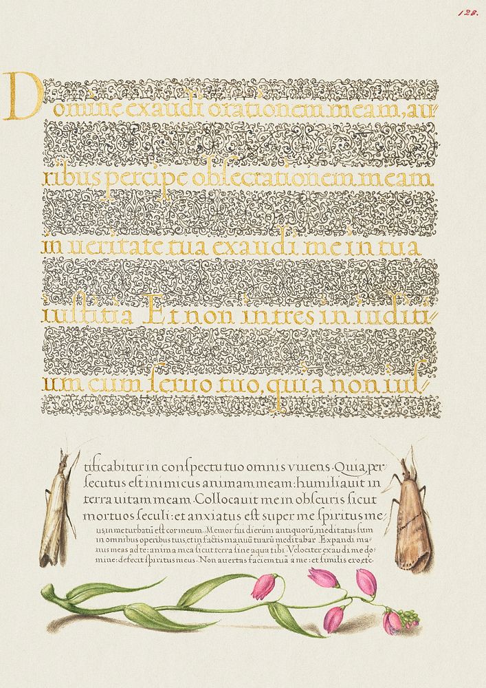 Grass Moths and Milkwort from Mira Calligraphiae Monumenta or The Model Book of Calligraphy (1561&ndash;1596) by Georg…