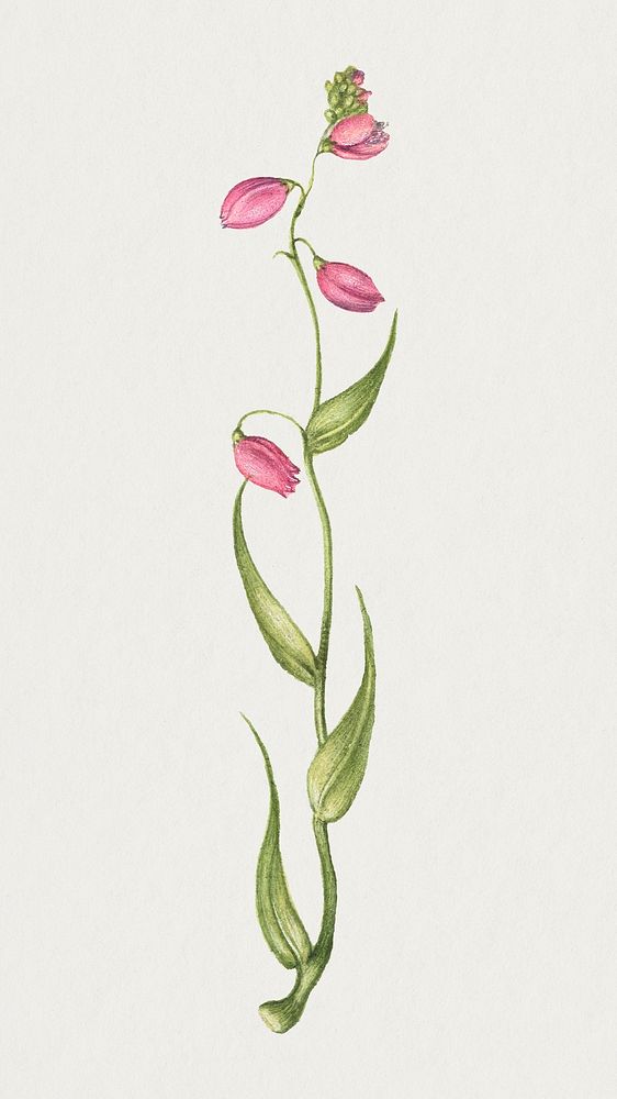 Vintage pink flowers illustration hand drawn
