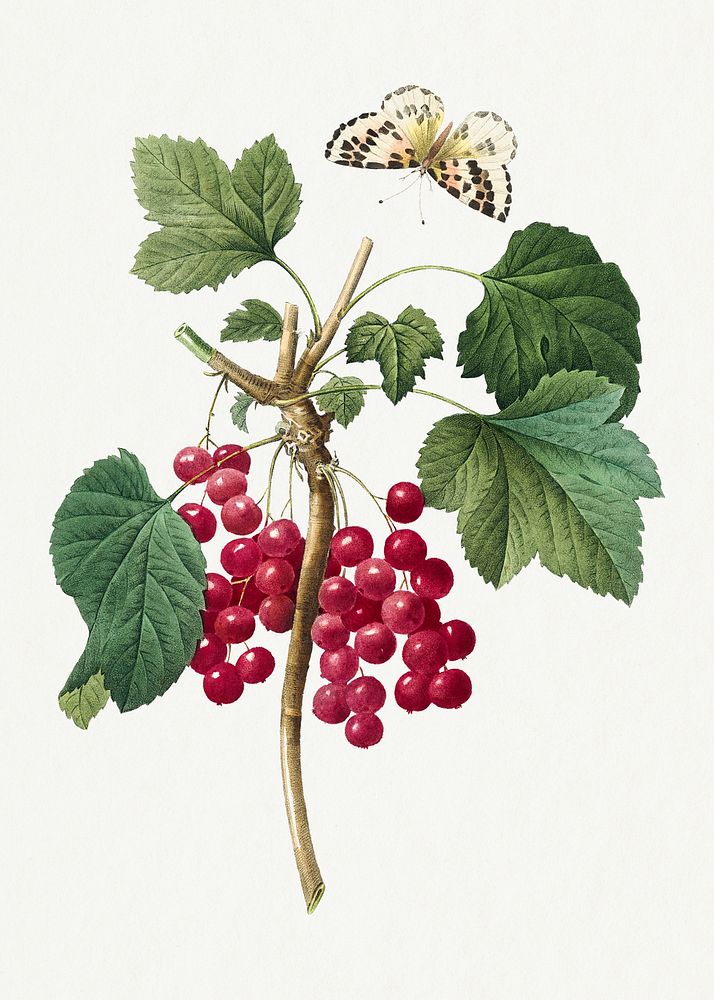 Red currant fruit psd botanical illustration, remixed from artworks by Pierre-Joseph Redout&eacute;