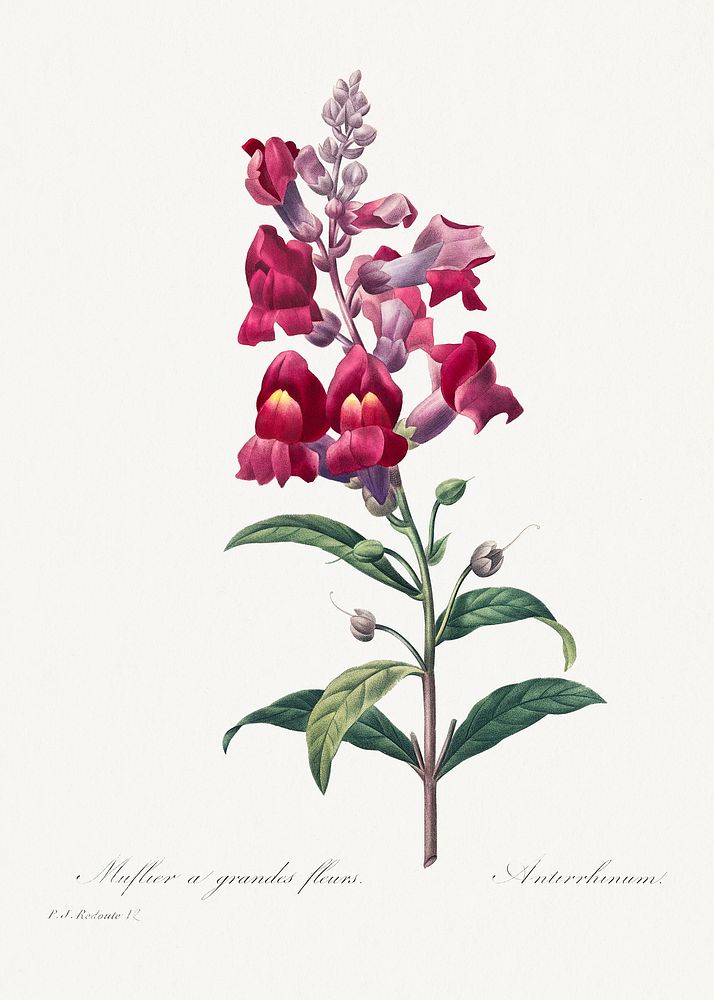 Anterinum from Choix des plus belles fleurs (1827) by Pierre-Joseph Redout&eacute;. Original from Biodiversity Heritage…
