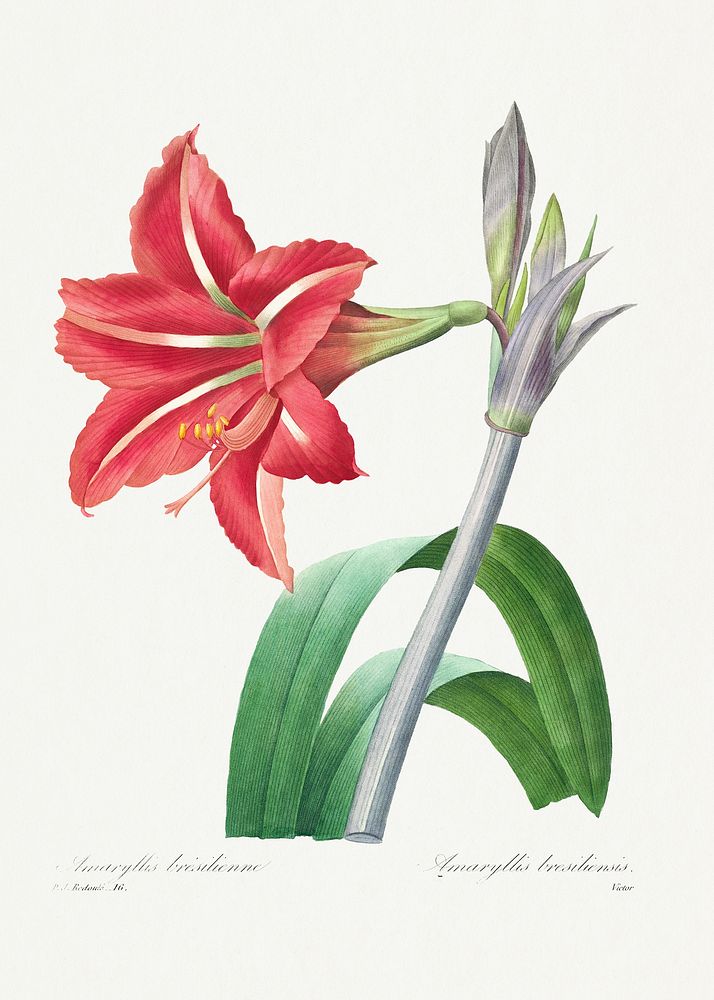 Brazilian Amaryllis from Choix des plus belles fleurs (1827) by Pierre-Joseph Redout&eacute;. Original from Biodiversity…
