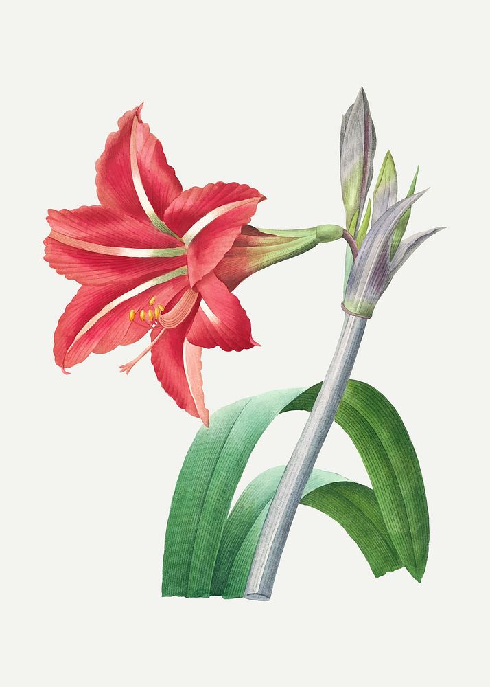 Brazilian Amaryllis flower vector botanical illustration, remixed from artworks by Pierre-Joseph Redout&eacute;