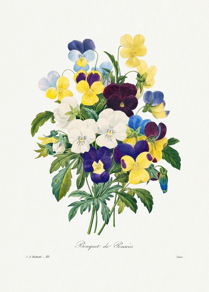 Pansy bouquet from Choix des plus belles fleurs (1827) by Pierre-Joseph Redout&eacute;. Original from Biodiversity Heritage…