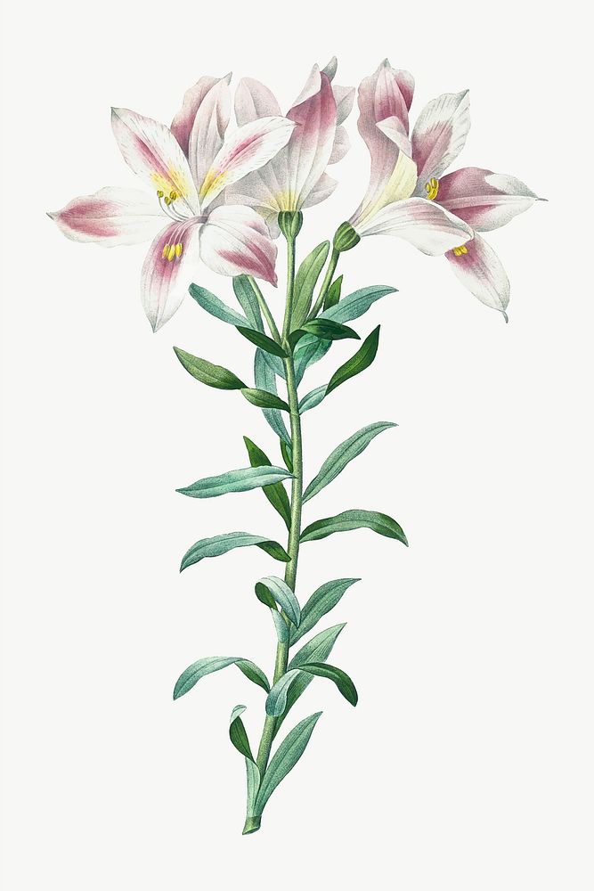 Botanical Peruvian Lily flower vector illustration, remixed from artworks by Pierre-Joseph Redout&eacute;