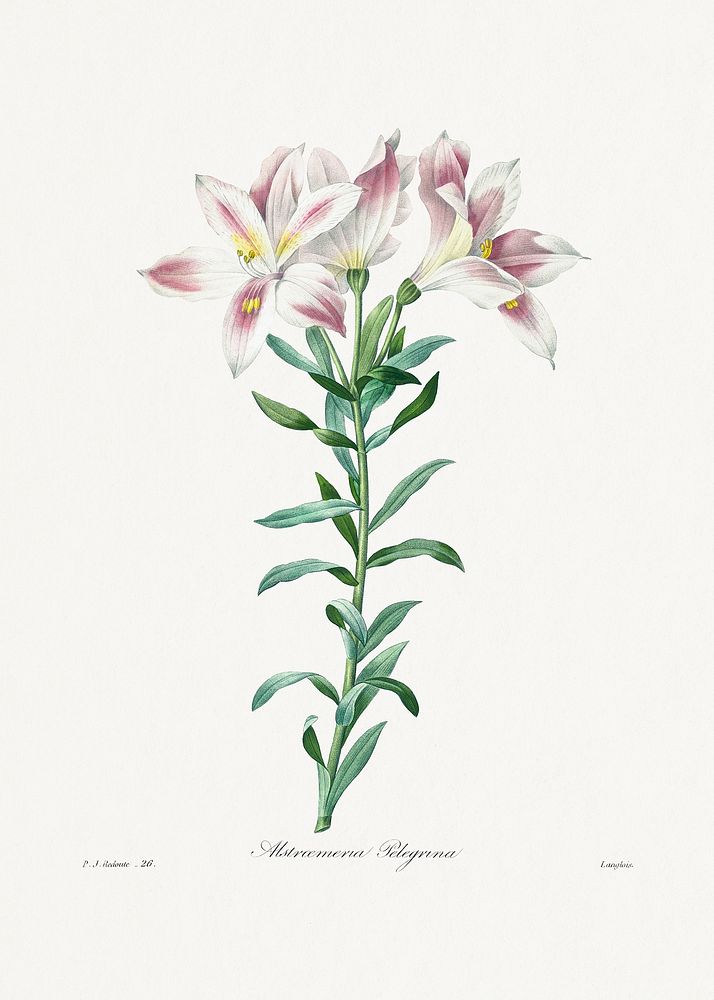 Peruvian Lily from Choix des plus belles fleurs (1827) by Pierre-Joseph Redout&eacute;. Original from Biodiversity Heritage…