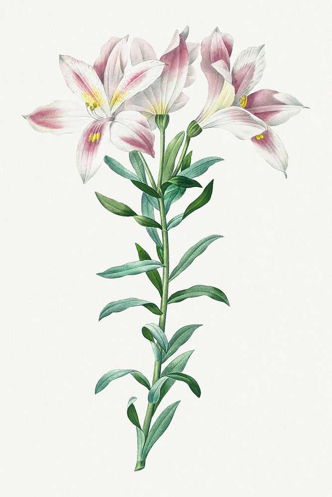Botanical Peruvian Lily flower psd illustration, remixed from artworks by Pierre-Joseph Redout&eacute;