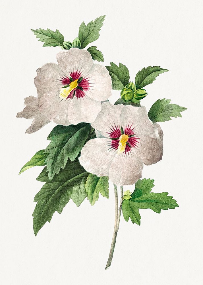 Hibiscus from Choix des plus belles fleurs (1827) by Pierre-Joseph Redout&eacute;. Original from Biodiversity Heritage…