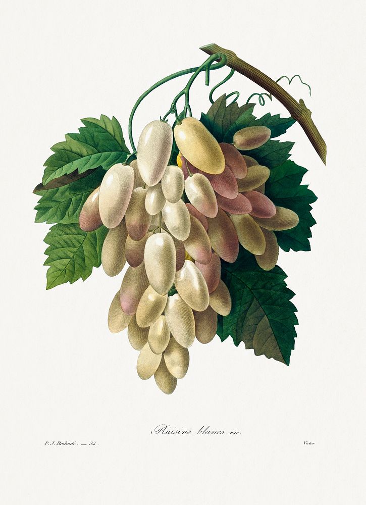 White Grape from Choix des plus belles fleurs (1827) by Pierre-Joseph Redout&eacute;. Original from Biodiversity Heritage…