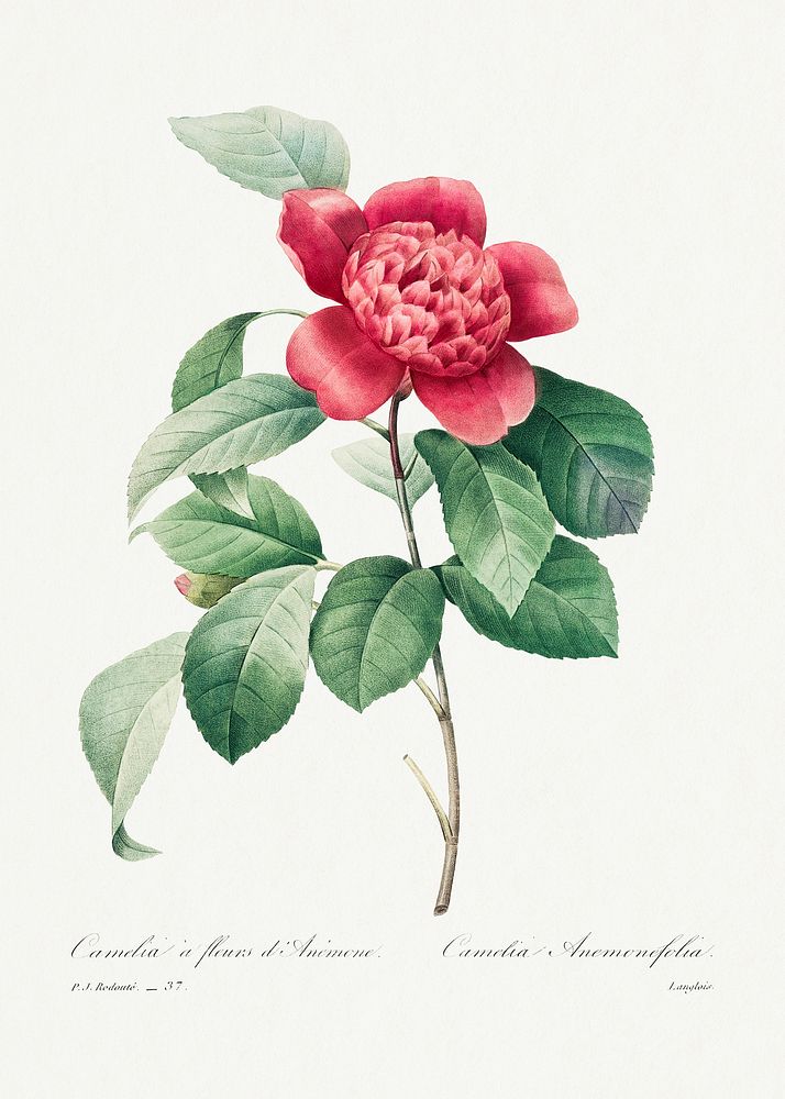 Red Anemone Camellia by Pierre-Joseph Redout&eacute; (1759&ndash;1840). Original from Biodiversity Heritage Library.…